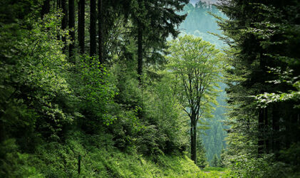 picture-3